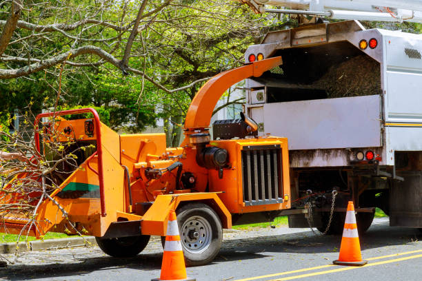 Professional Tree Services in Tylertown, MS