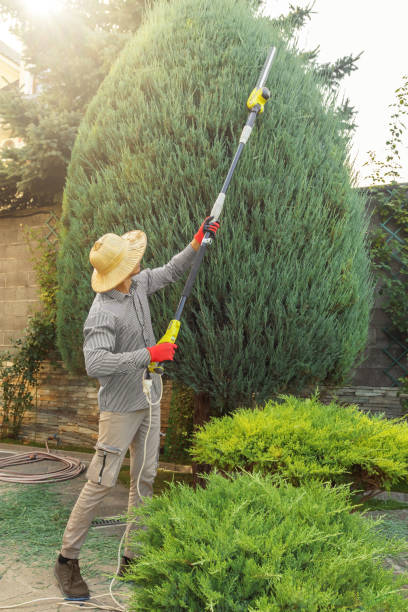 How Our Tree Care Process Works  in  Tylertown, MS